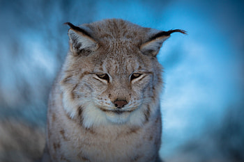 Animals, Iris, Muzzle, Blur, Smooth, Blue Background, Sad HD wallpaper