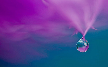 Macro, Glare, Drop, Petal HD wallpaper