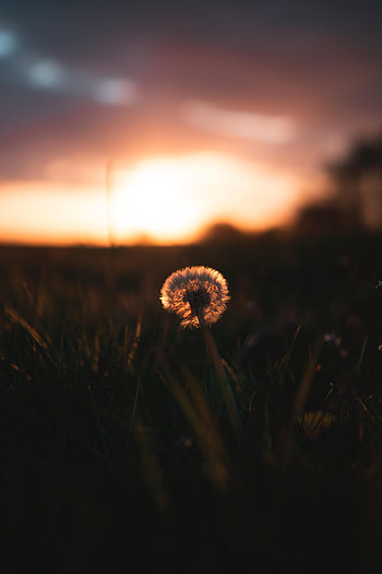 Nature, Sunset, Plant, Focus, Dandelion, Fluff, Fuzz HD phone wallpaper