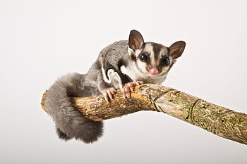 Sugar glider, Exotic pet, Endearing creature, Animal lovers' delight HD wallpaper