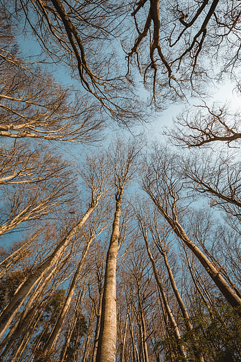 Nature, Trees, Sky, Branches, Bottom View HD phone wallpaper
