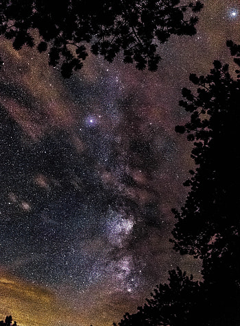 Nature, Trees, Stars, Shine, Starry Sky, Brilliance HD phone wallpaper