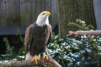 Beak, Animals, Bird, Predator, Eagle, Paws, Bald Eagle, White-Headed Eagle HD wallpaper