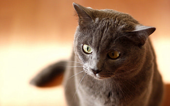 Animals, Cat, Muzzle, Grey, Sight, Opinion HD wallpaper
