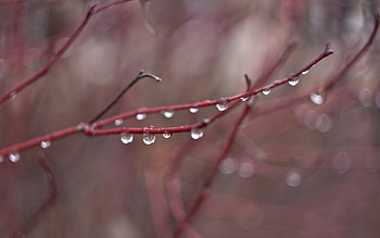 Water, Autumn, Rain, Drops, Macro, Branch HD wallpaper