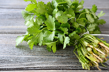 Growing cilantro, Plant care tips, Gardening advice, Press Enterprise HD wallpaper