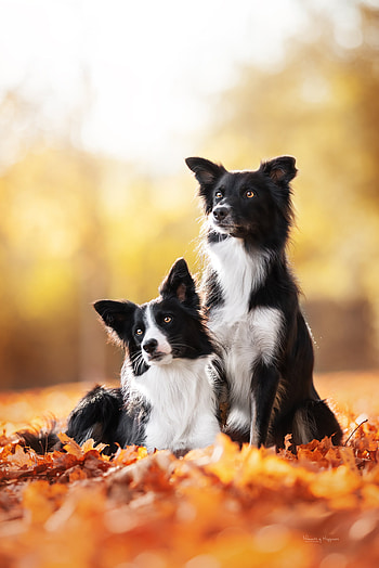 Border Collie kennel, Caring breeders, Healthy puppies, Canine enthusiasts HD phone wallpaper