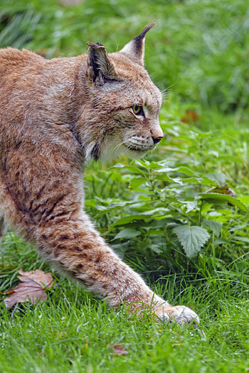 Animals, Iris, Predator, Big Cat, Animal, Wild HD phone wallpaper