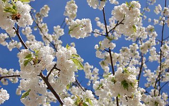 Flowers, Sky, Leaves, Bloom, Flowering, Spring, Snow-White, Crisp White HD wallpaper