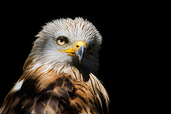 Eagle Red Kite Black Beak , eagle, birds HD wallpaper