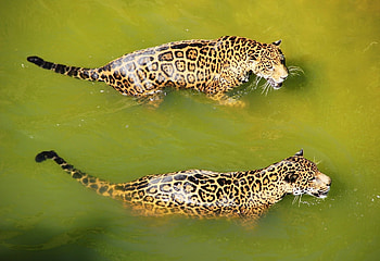 Animals, Water, Leopards, Predators, To Swim, Swim, Big Cats HD wallpaper