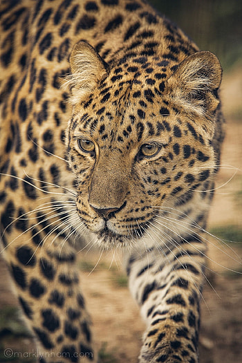 Leopard, Amur leopard, Cute animal HD phone wallpaper