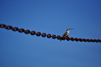 Animals, Sky, Kiwi, Bird HD wallpaper