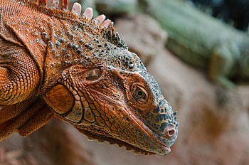 Wild iguana, Animal, Iguana, Lizard HD wallpaper