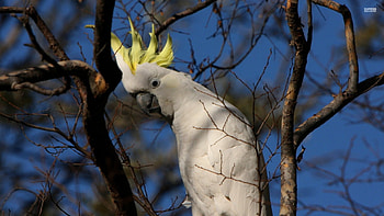 sulphur crested cuckatoo, bird, cuckatoo, crested, sulpher HD wallpaper