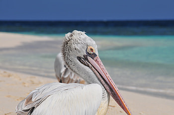 Pelican Maldives, pelikaan, pelican, maldives, malediven HD wallpaper