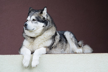 Animals, Dog, Malamute, Alaskan Malamute HD wallpaper