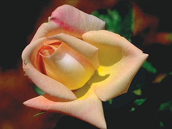 ROSA, amarilla, clara, bella HD wallpaper