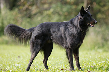 Animals, Grass, Dog, Color, Stroll, Belgian Shepherd HD wallpaper