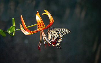 Butterfly, animal, insect, flower, macro HD wallpaper