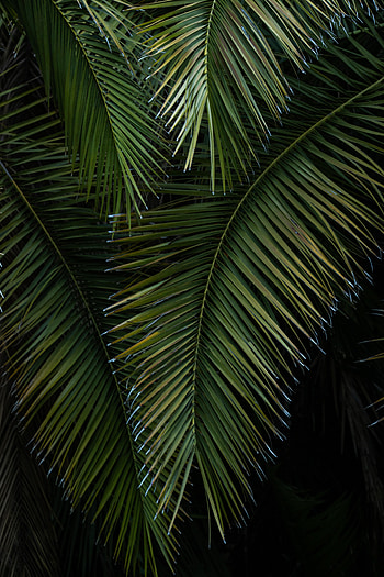 Nature, Leaves, Macro, Palm, Branches HD phone wallpaper