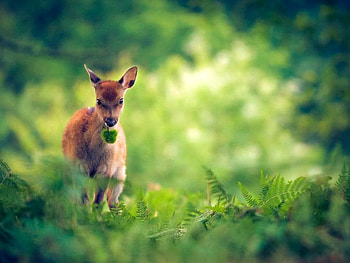 Deer in Grass, cool, grass, , deer HD wallpaper