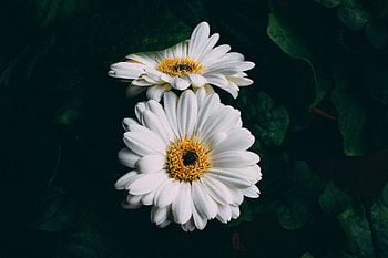 Flowers, Gerbera HD wallpaper