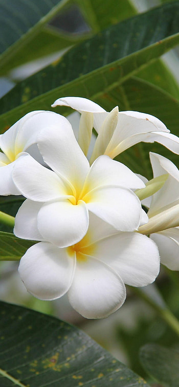 Frangipani , XS Max delight, Super Retina beauty, Nature's charm HD phone wallpaper