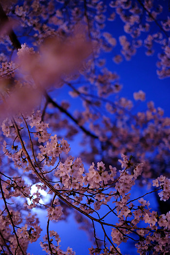 Flowers, Sakura, Bloom, Flowering, Branch HD phone wallpaper