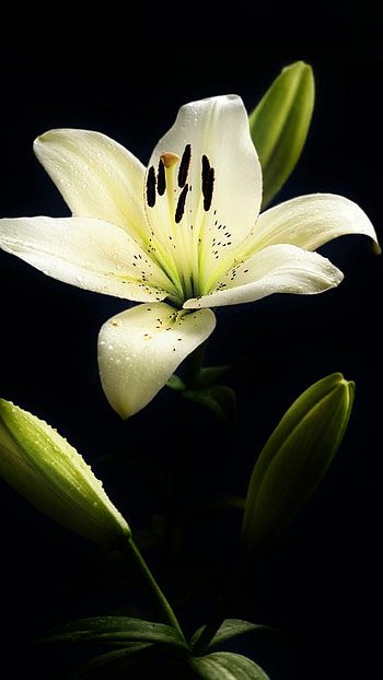 White lilies, Stunning , Elegant flowers, Beautiful backgrounds HD phone wallpaper