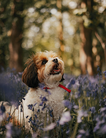 Animals, Flowers, Dog, Puppy, Kawachon, Kawashon HD phone wallpaper