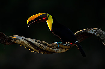 Chestnut-mandibled, Toucans HD wallpaper