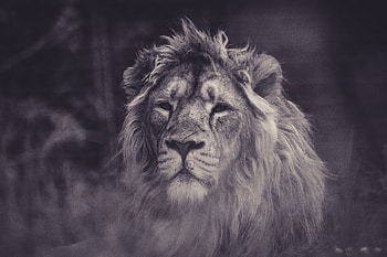 Animals, Lion, Predator, Sight, Opinion, Bw, Chb, Mane HD wallpaper