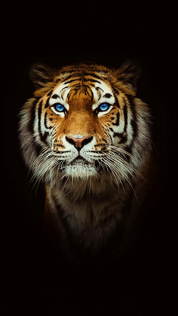 Majestic Tiger Glow: Striking Animal, Animal, tiger HD phone wallpaper