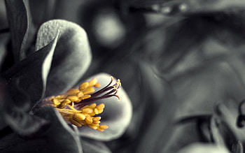 Flower, Macro, Grey, Bw, Chb HD wallpaper