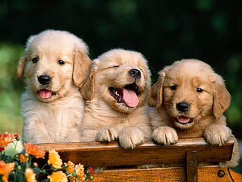 dogs, malki HD wallpaper