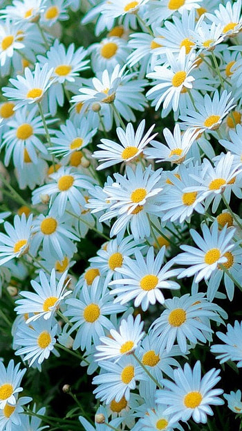 Flowers , Daisy, Flowers HD phone wallpaper