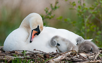 Birds, Animals, Swans HD wallpaper
