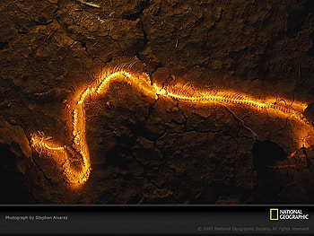 chiquibul snake skeleton, chiquibul-snake-skeleton HD wallpaper