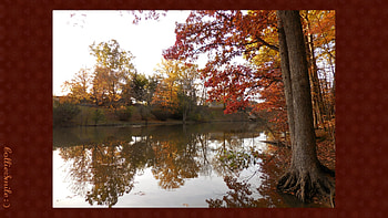 Lakeside Reflections, Carpenter Lake, frame, Autumn, border, lakes, leaves, Fa11, branches, trees, waters, water, border1ine HD wallpaper