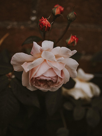 Flowers, Pink, Flower, Plant, Rose Flower, Rose, Bloom, Flowering, Buds HD phone wallpaper