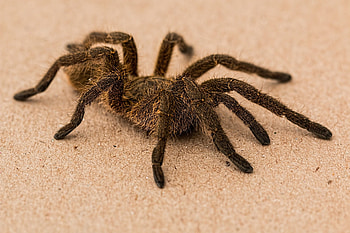 Spider, Spider animal, Reptile fascination, Incredible web-spinning HD wallpaper