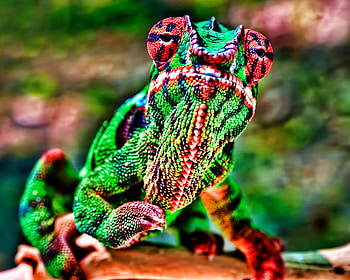 CHANGING COLORS, changing, yellow, green, red, reptile HD wallpaper