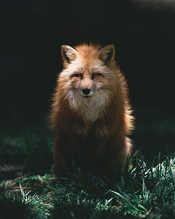 Animals, Fox, Predator, Sight, Opinion, Animal, Redhead HD phone wallpaper