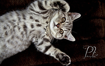Animals, Cats HD wallpaper
