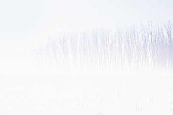 Snow Trees Abstract, snow, trees, abstract, simple-background, artist, digital-art HD wallpaper