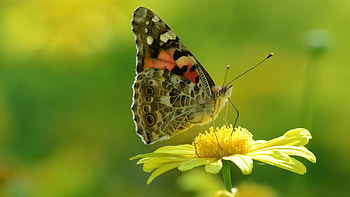 Butterfly, Insects HD wallpaper