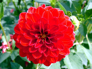 Red Flower, beautiful, , red, flower HD wallpaper