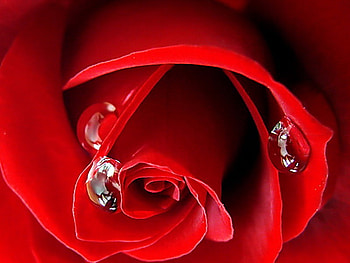 Tears of a rose, rose, tears, red, drops, dew HD wallpaper