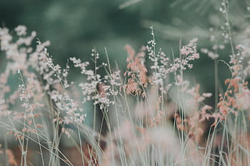 A tranquil meadow featuring delicate grasses in soft, dreamy focus, perfect for nature-themed backgrounds. HD wallpaper